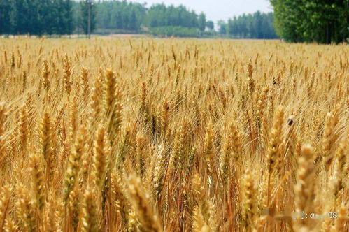 种冬小麦时注意这5点没 造成冬小麦断垄 死苗的原因找到了