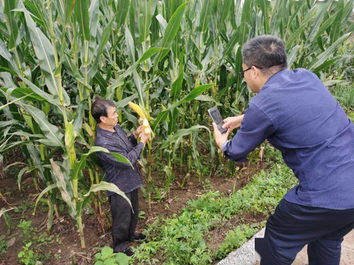 县农业农村局深入显龙镇开展农作物种质资源普查采样工作