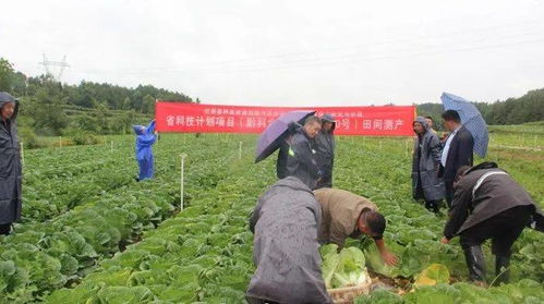 贵州省农科院园艺所在威宁实施的科技项目显成效