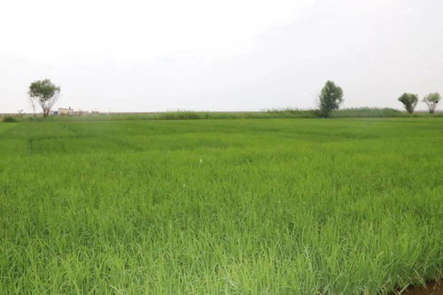 创新赋能丨厉害了 盐碱地里种水稻让农民增收致富